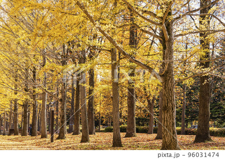 山形県総合運動公園のいちょう並木　山形県天童市　 96031474