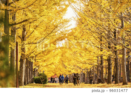 山形県総合運動公園のいちょう並木　山形県天童市　 96031477