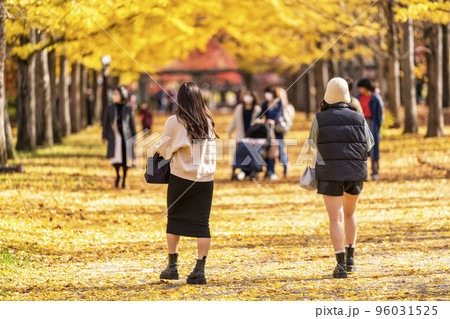 山形県総合運動公園のいちょう並木　女性の後ろ姿　山形県天童市　 96031525