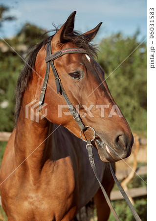 Beautiful brown horse, close-up of muzzle, cute look, mane, background of running field, corral, trees 96031583