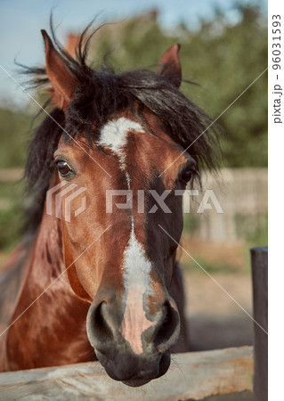 Beautiful brown horse, close-up of muzzle, cute look, mane, background of running field, corral, trees 96031593