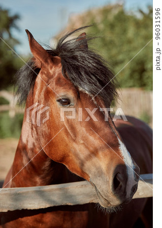 Beautiful brown horse, close-up of muzzle, cute look, mane, background of running field, corral, trees 96031596