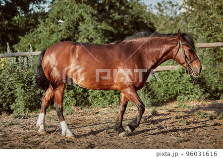 Handsome horse in the paddock. Farm. Ranch. 96031616