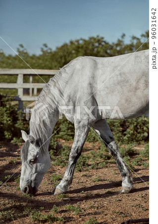 Beautiful, quiet, white horse waits in paddock Beautiful, quiet, white horse waits in paddock 96031642
