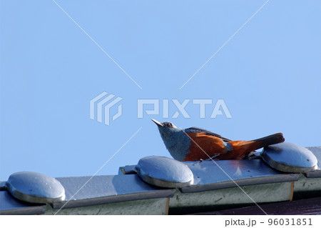 屋根の上のイソヒヨドリ 96031851