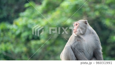 マカクザル オナガザル科 さる 96031991