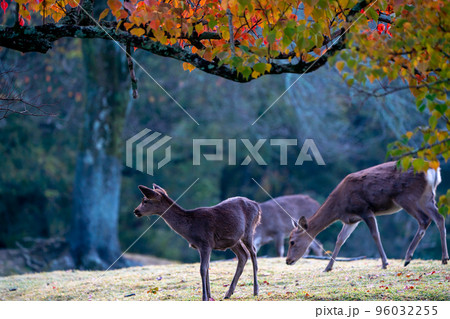 奈良市飛野園地園地の紅葉の中の鹿 96032255
