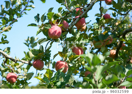 りんご園で実ったりんご　サンふじ 96032599