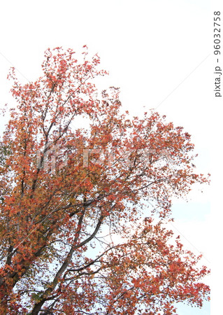 秋の大樹（太閤山ランド　※富山県 射水市） 96032758