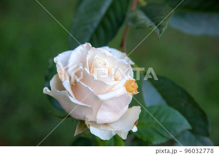Beautiful rose bush growing in the garden. Beautiful rose bush growing in the garden. 96032778