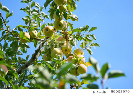 りんご園で実ったりんご 名月 りんご園で実ったりんご 名月 96032970