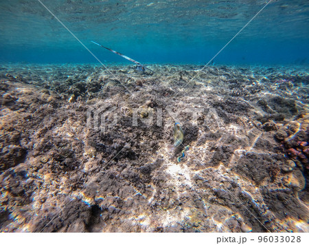 Bluespotted cornet fish, smooth cornet fish or smooth flutemouth at coral reef.. Bluespotted cornet fish, smooth cornet fish or smooth flutemouth at coral reef.. 96033028