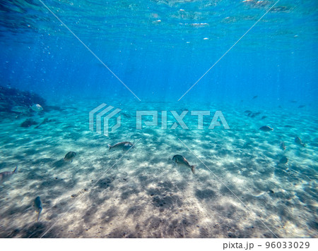 Shoal of Sargos or White Seabream swimming at the coral reef in the Red Sea, Egypt.. Shoal of Sargos or White Seabream swimming at the coral reef in the Red Sea, Egypt.. 96033029