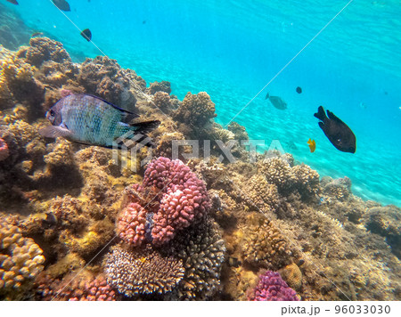 Underwater life of reef with close up view of corals and tropical fish. Coral Reef at the Red Sea, Egypt. 96033030