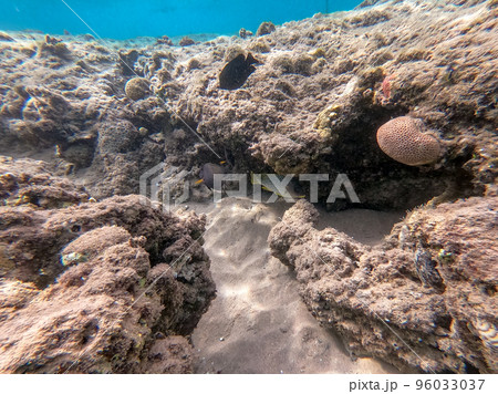 Blackspotted rubberlip fish or plectorhinchus gaterinus at coral reef.. 96033037
