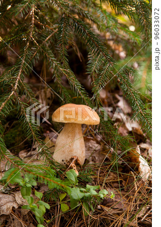 Porcini mushroom growing in pine tree forest at autumn season.. Porcini mushroom growing in pine tree forest at autumn season.. 96033072
