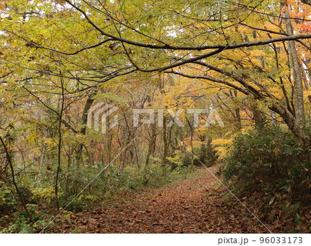 アーチ状になった紅葉と落ち葉の道 96033173