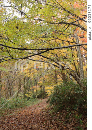 アーチ状になった紅葉と落ち葉の道 96033175