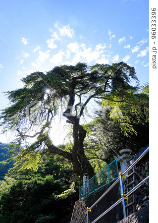 夏の学定寺イトザクラ【山梨県早川町・夏秋集落】 夏の学定寺イトザクラ【山梨県早川町・夏秋集落】 96033396