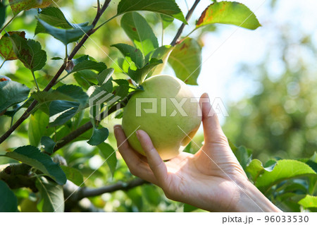 リンゴ(名月)の実をもぎ取る リンゴ(名月)の実をもぎ取る 96033530