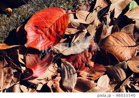 落葉 96033540