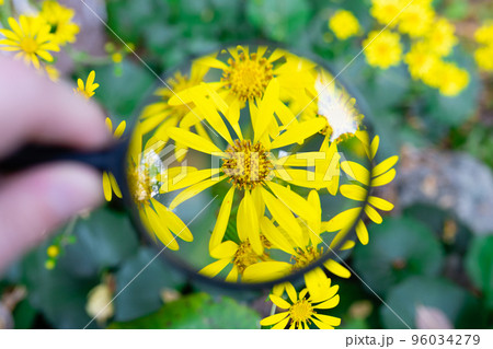 ツワブキの花を虫眼鏡で拡大 96034279