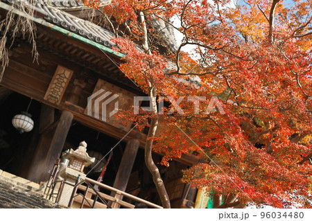 日本の紅葉 96034480