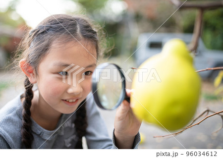 実った花梨の実を虫眼鏡で見る少女 実った花梨の実を虫眼鏡で見る少女 96034612