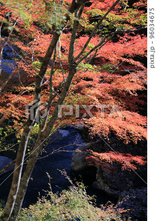 秋の瀬戸川渓谷(紅葉) 秋の瀬戸川渓谷(紅葉) 96034675