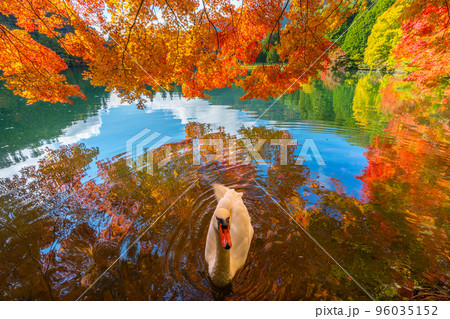 【南アルプス】　伊奈ヶ湖での紅葉と白鳥 96035152