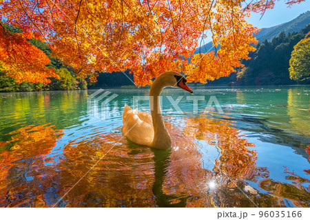 【南アルプス】　伊奈ヶ湖での紅葉と白鳥 96035166