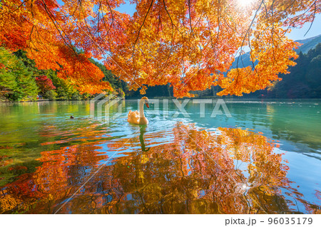 【南アルプス】　伊奈ヶ湖での紅葉と白鳥 96035179