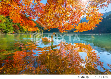 【南アルプス】　伊奈ヶ湖での紅葉と白鳥 96035180