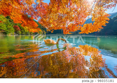 【南アルプス】　伊奈ヶ湖での紅葉と白鳥 96035181