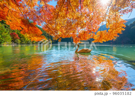 【南アルプス】　伊奈ヶ湖での紅葉と白鳥 96035182