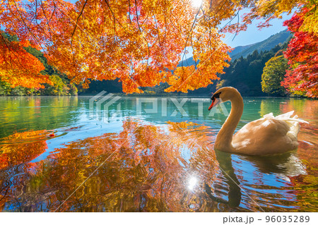 【南アルプス】 伊奈ヶ湖での紅葉と白鳥 【南アルプス】 伊奈ヶ湖での紅葉と白鳥 96035289