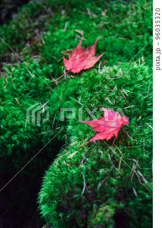 苔の上の紅葉 96035320