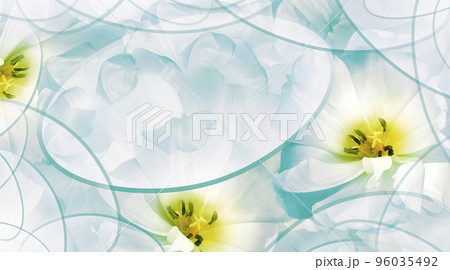 Tulips flower turquoise. Floral background. Close-up. Nature. Tulips flower turquoise. Floral background. Close-up. Nature. 96035492