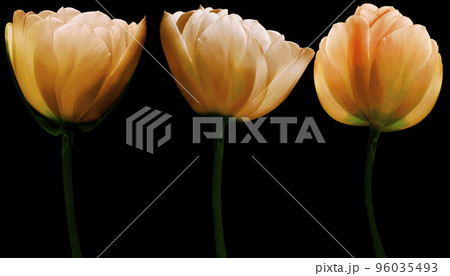 set yellow flowers tulips on the black  isolated background with clipping path. Close-up. Flowers on the stem. Nature. 96035493