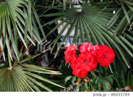 Red Rosa Chinensis in a garden Red Rosa Chinensis in a garden 96035784