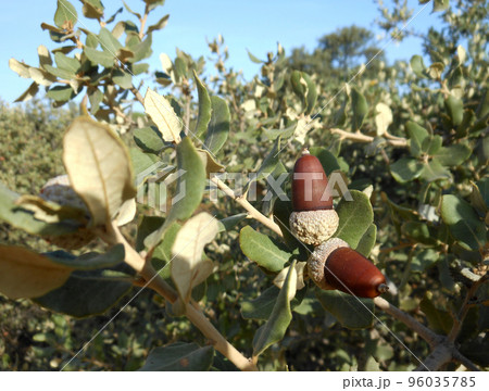 Ripe acorns on the oak. Ripe acorns on the oak. 96035785
