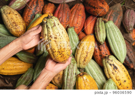 Farmer hand cacao pod 96036590