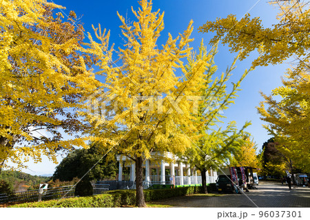 埼玉県小鹿野町秩父ミューズパーク　スカイロードのイチョウ並木 96037301
