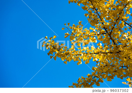 埼玉県小鹿野町秩父ミューズパーク　スカイロードのイチョウ並木 96037302