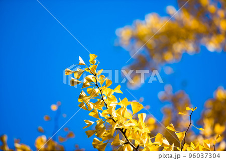 埼玉県小鹿野町秩父ミューズパーク　スカイロードのイチョウ並木 96037304