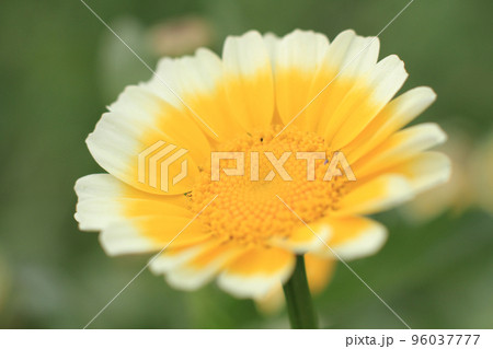 a close up of a white and yellow daisy, the nature back ground a close up of a white and yellow daisy, the nature back ground 96037777