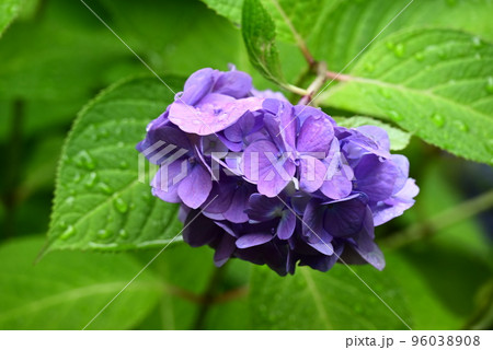 雨に濡れた紫陽花 96038908