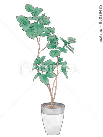 室内用の大きな観葉植物イラスト素材 96039485