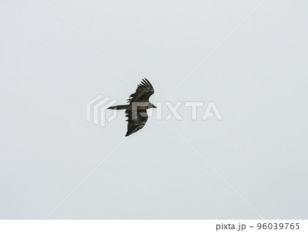 Profile of flying bearded vulture or Lammergeyer against cloudy mountain sky. Profile of flying bearded vulture or Lammergeyer against cloudy mountain sky. 96039765