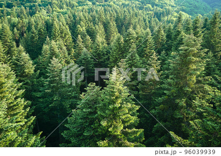Aerial view of green pine forest with dark spruce trees. Nothern woodland scenery from above Aerial view of green pine forest with dark spruce trees. Nothern woodland scenery from above 96039939